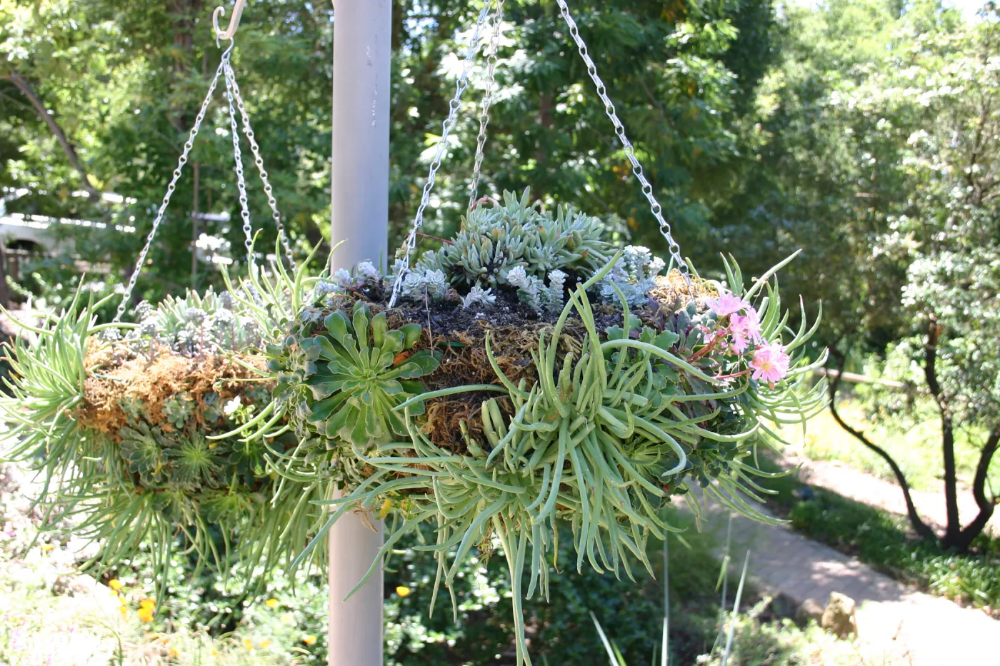 container garden, potted plant, hanging succulent garden