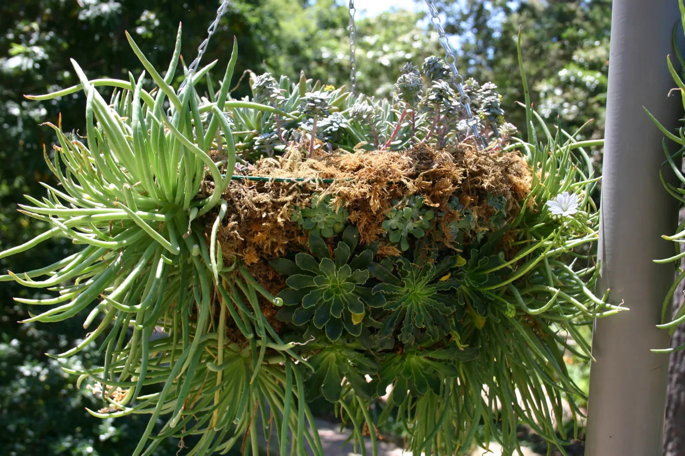 container garden, potted plant, hanging succulent garden