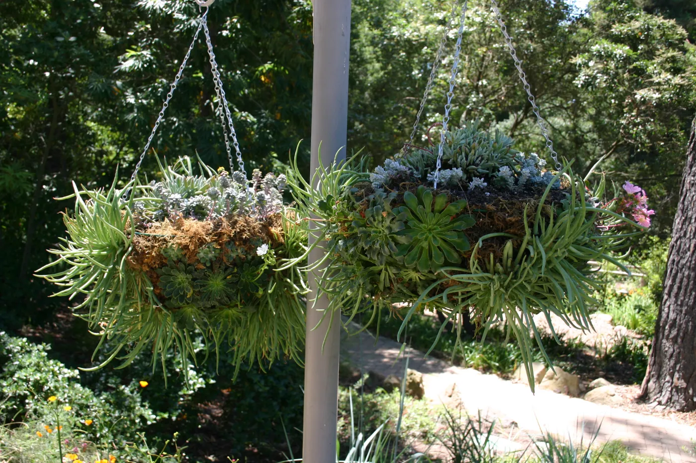 container garden, potted plant, hanging succulent garden