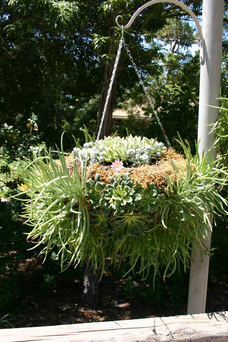 container garden, potted plant, hanging succulent garden