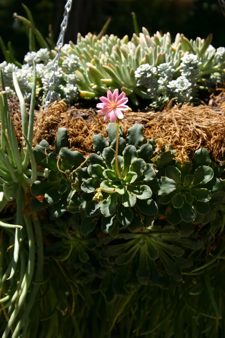 container garden, potted plant, hanging succulent garden