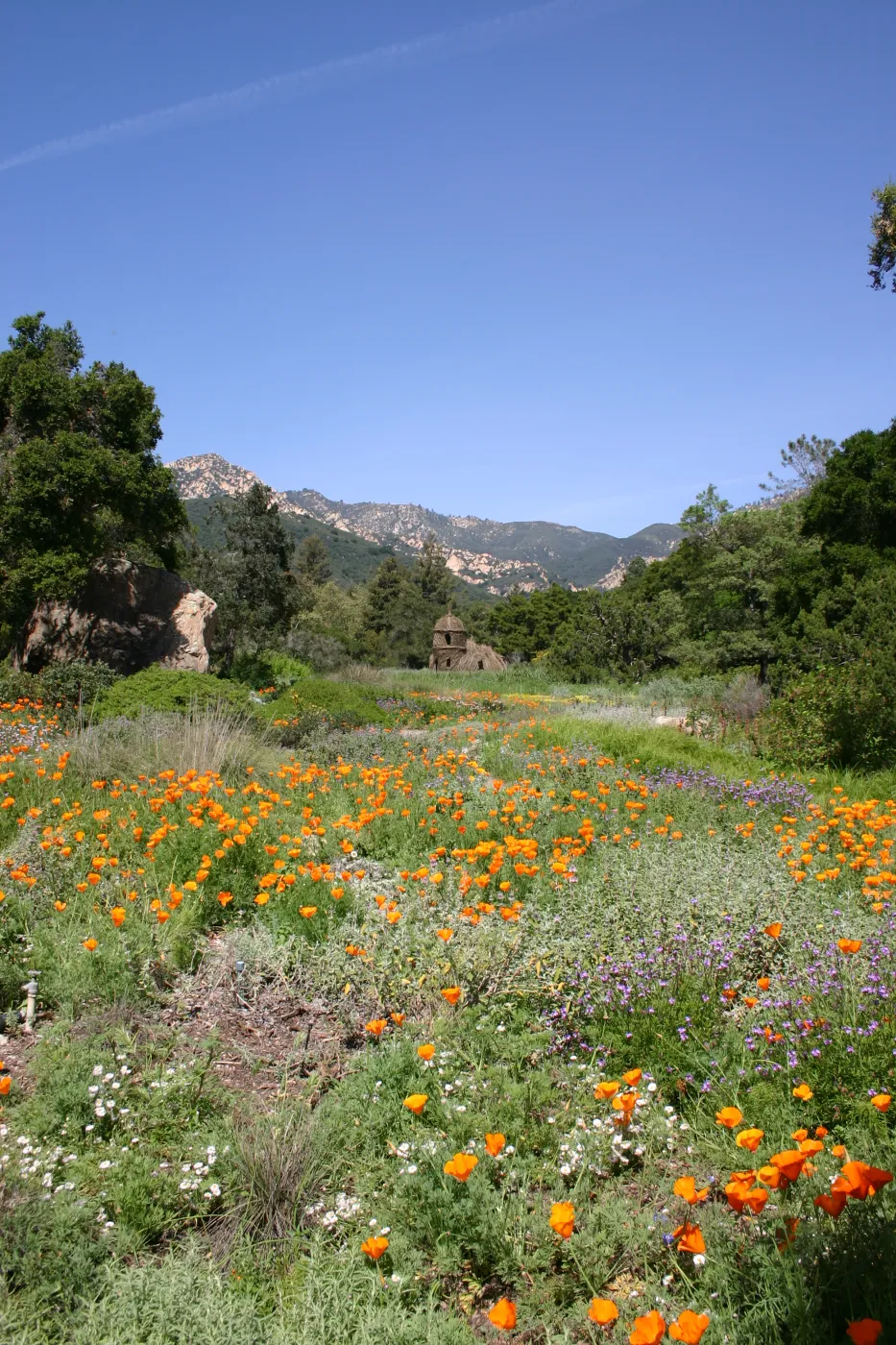 Toad Hall, Wildflowers in the Meadow, Blaksley Boulder, La Cumbre Peak