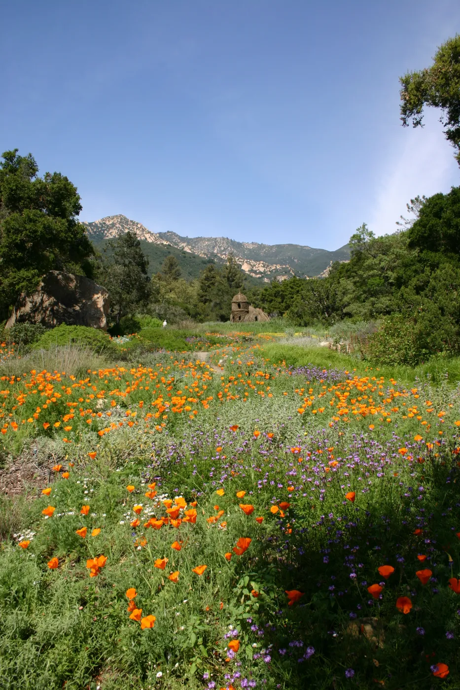 Toad Hall, Wildflowers in the Meadow, Blaksley Boulder, La Cumbre Peak