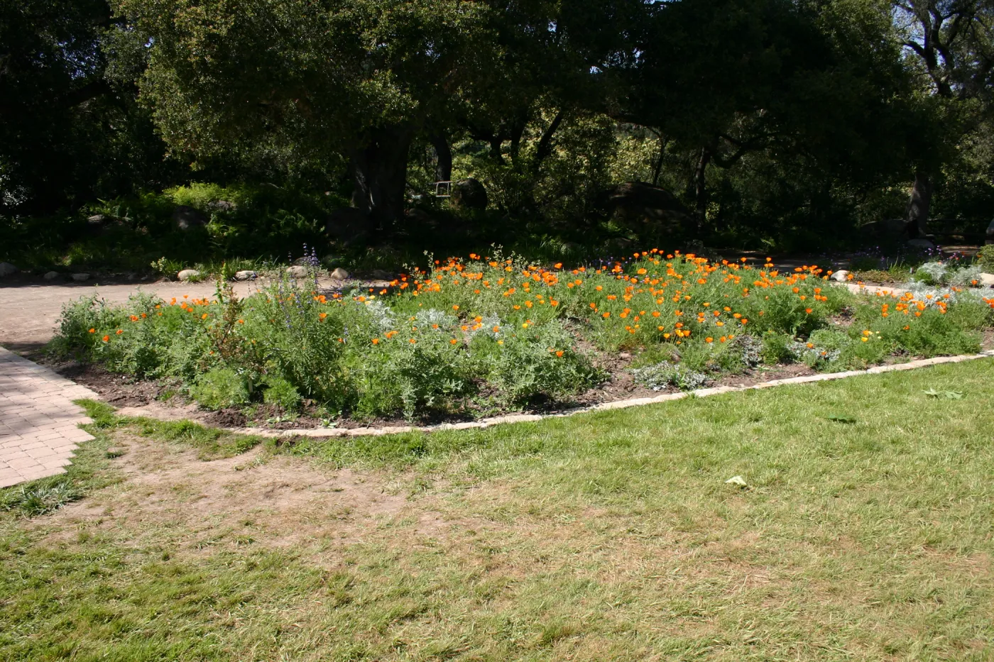 Meadow Border planting