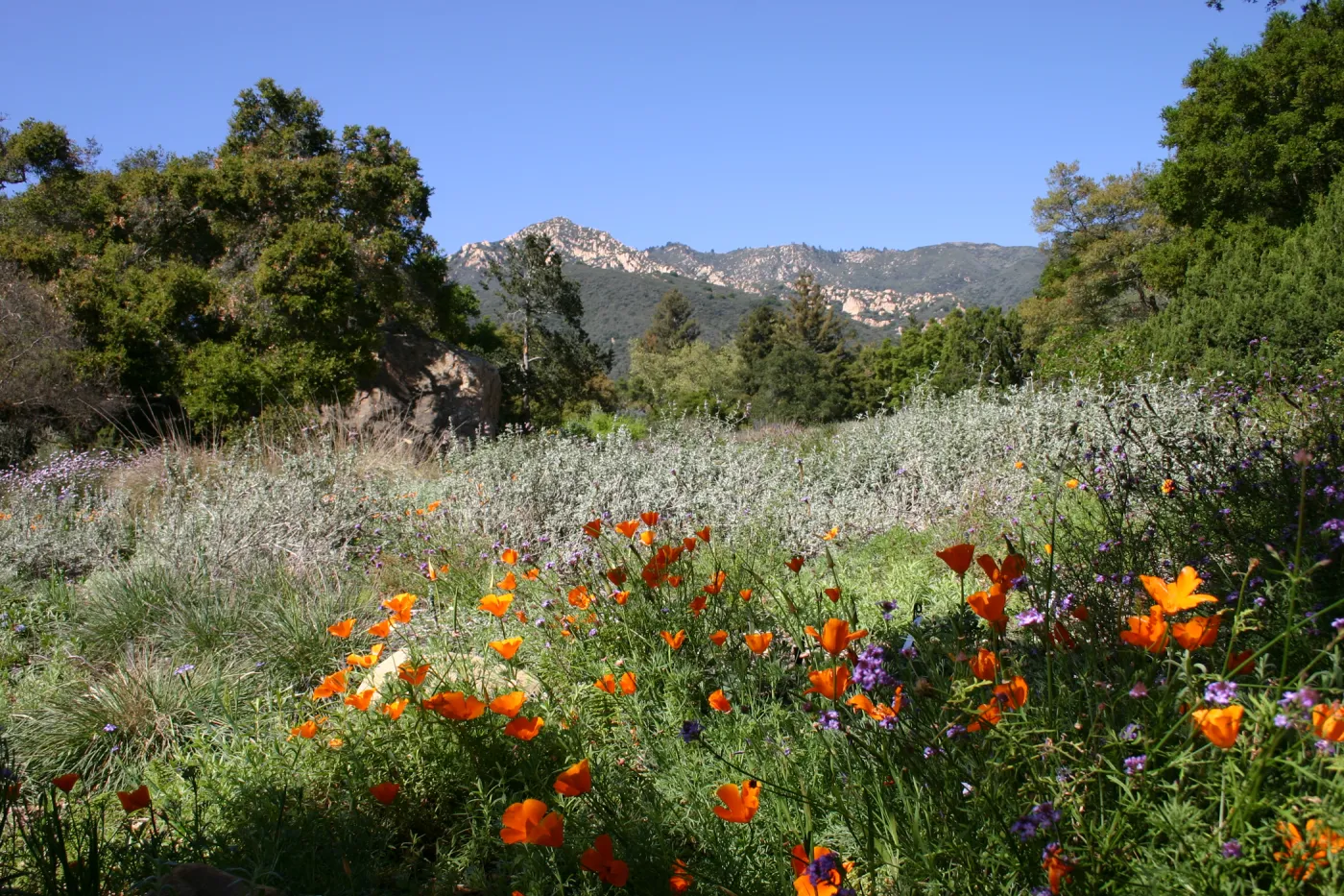wildflower display, SBBG Meadow, La Cumbre Peak