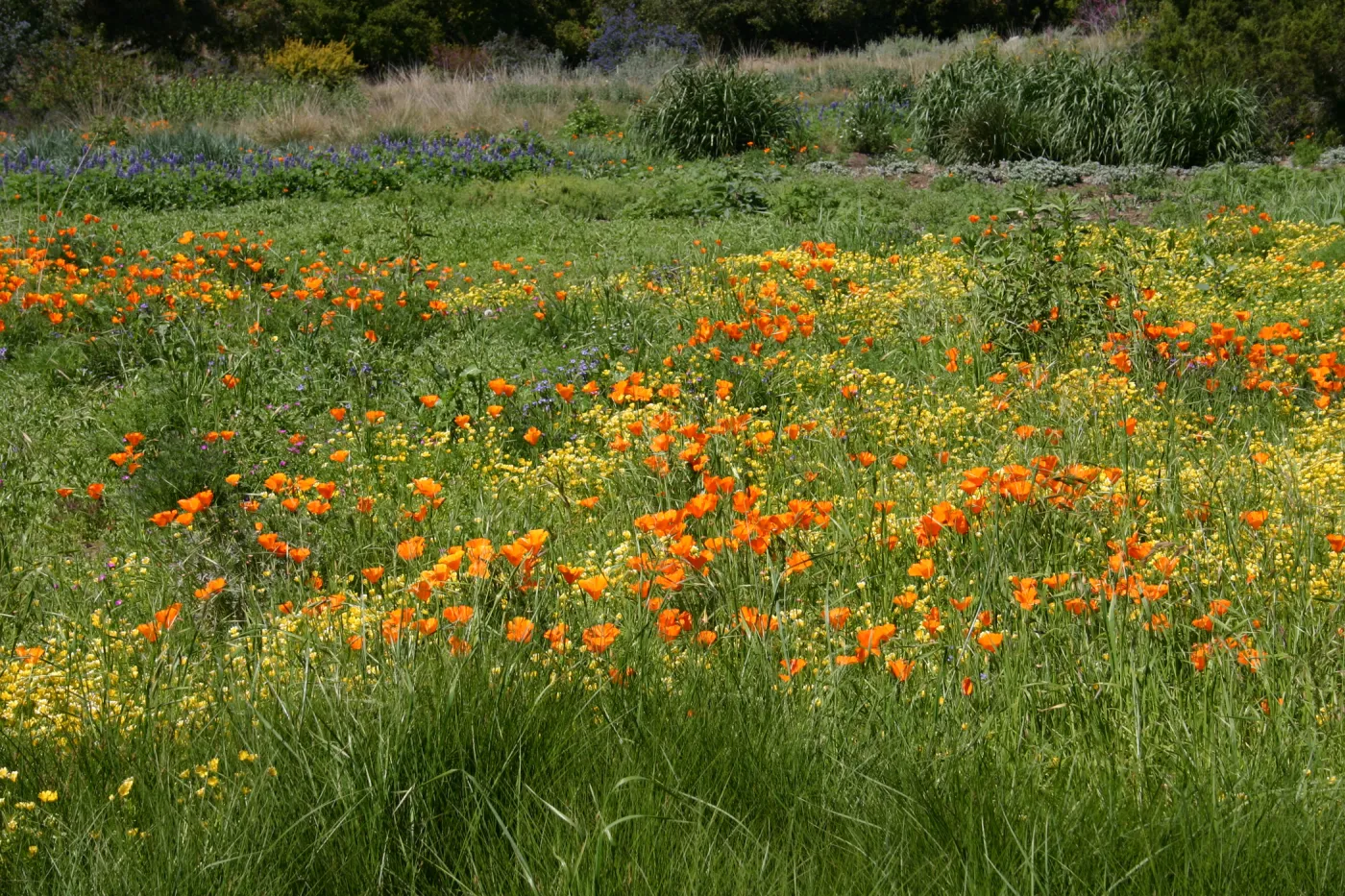 wildflower display, tall grasses, SBBG Meadow