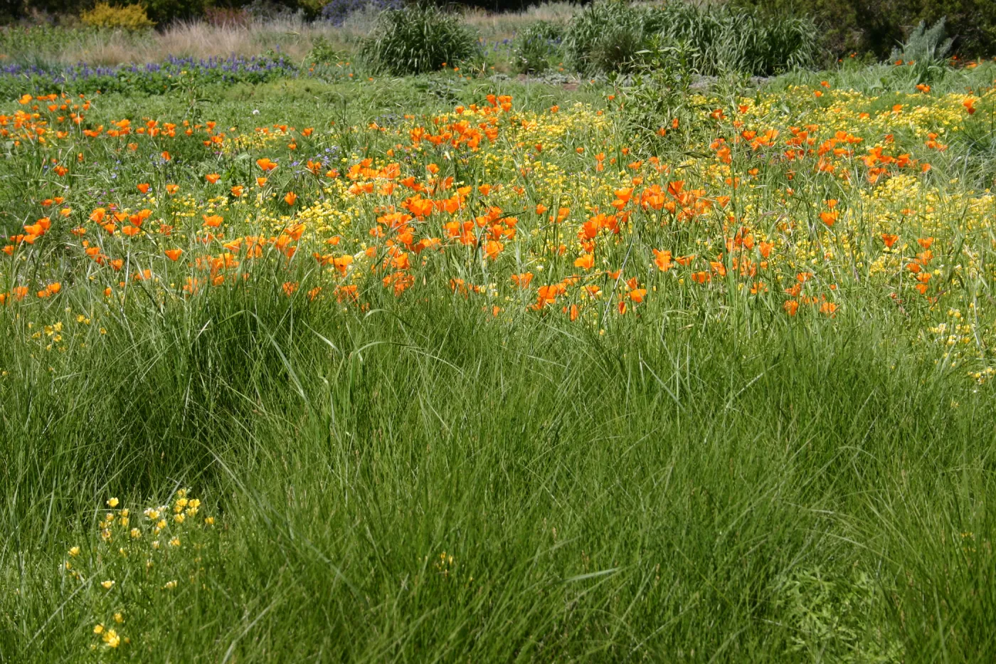 wildflower display, tall grasses, SBBG Meadow