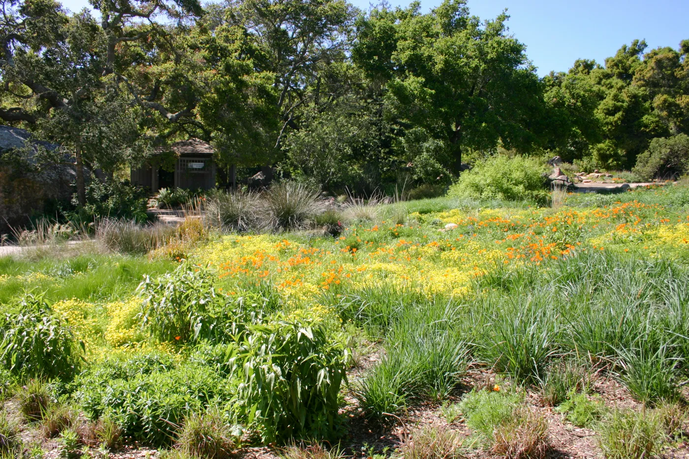 SBBG Meadow with view to Information Kiosk and Pond