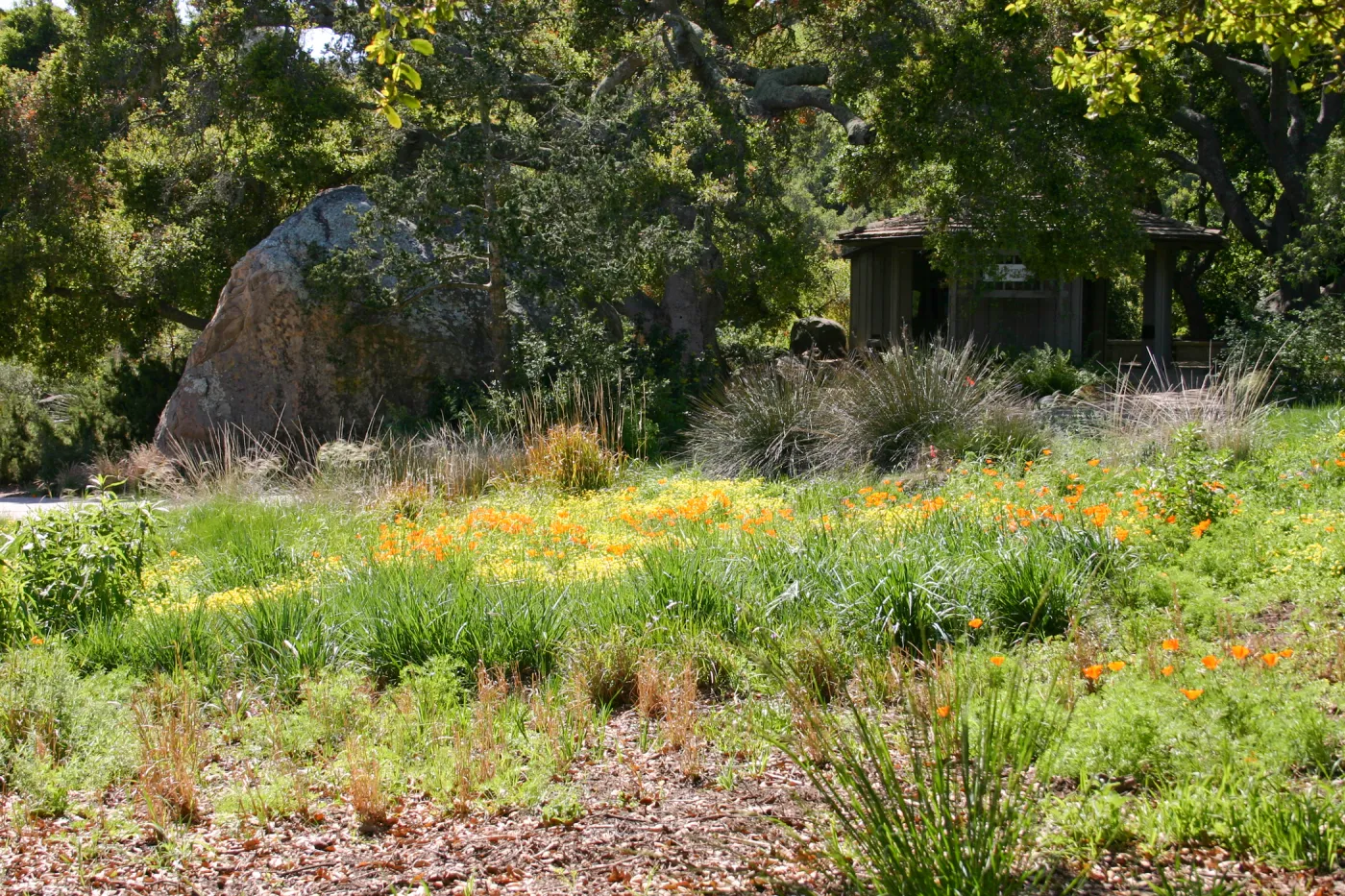 SBBG Meadow view to Information Kiosk and Blaksley Boulder