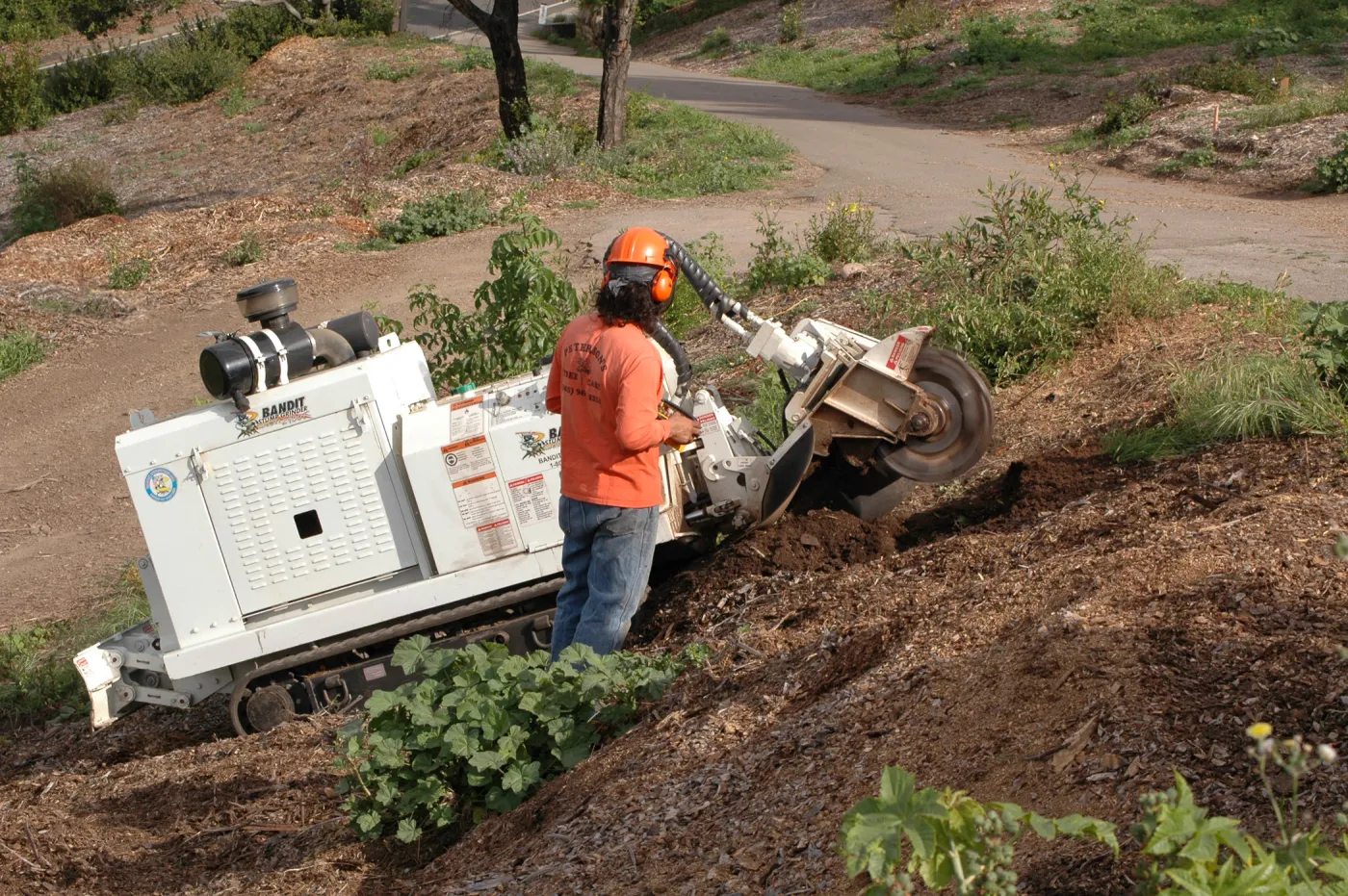 Olive stump grinding