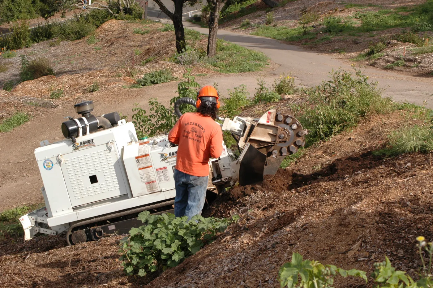 Olive stump grinding