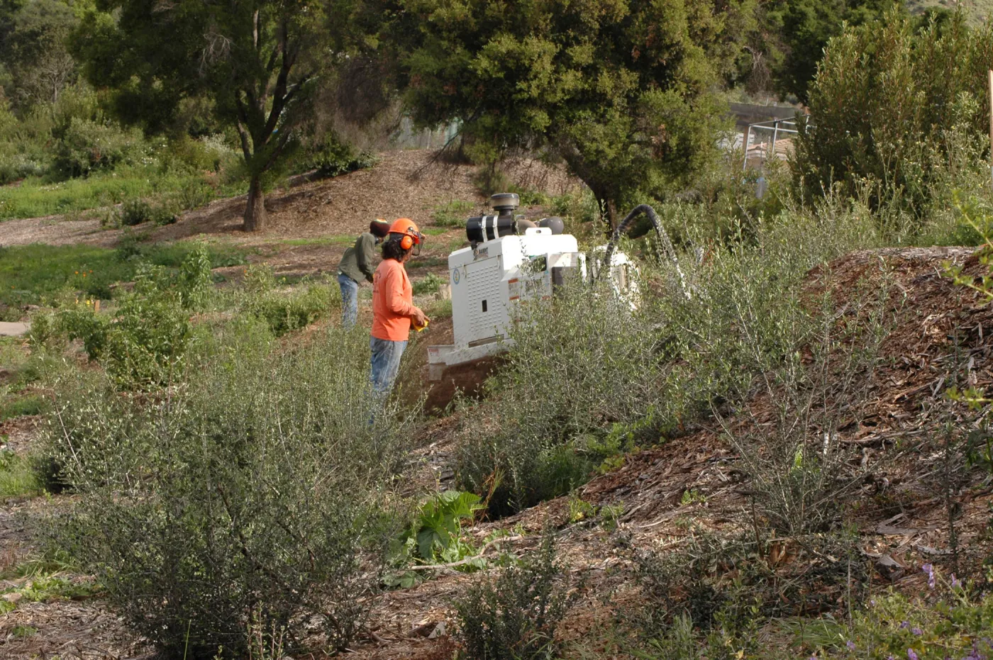 Olive stump grinding