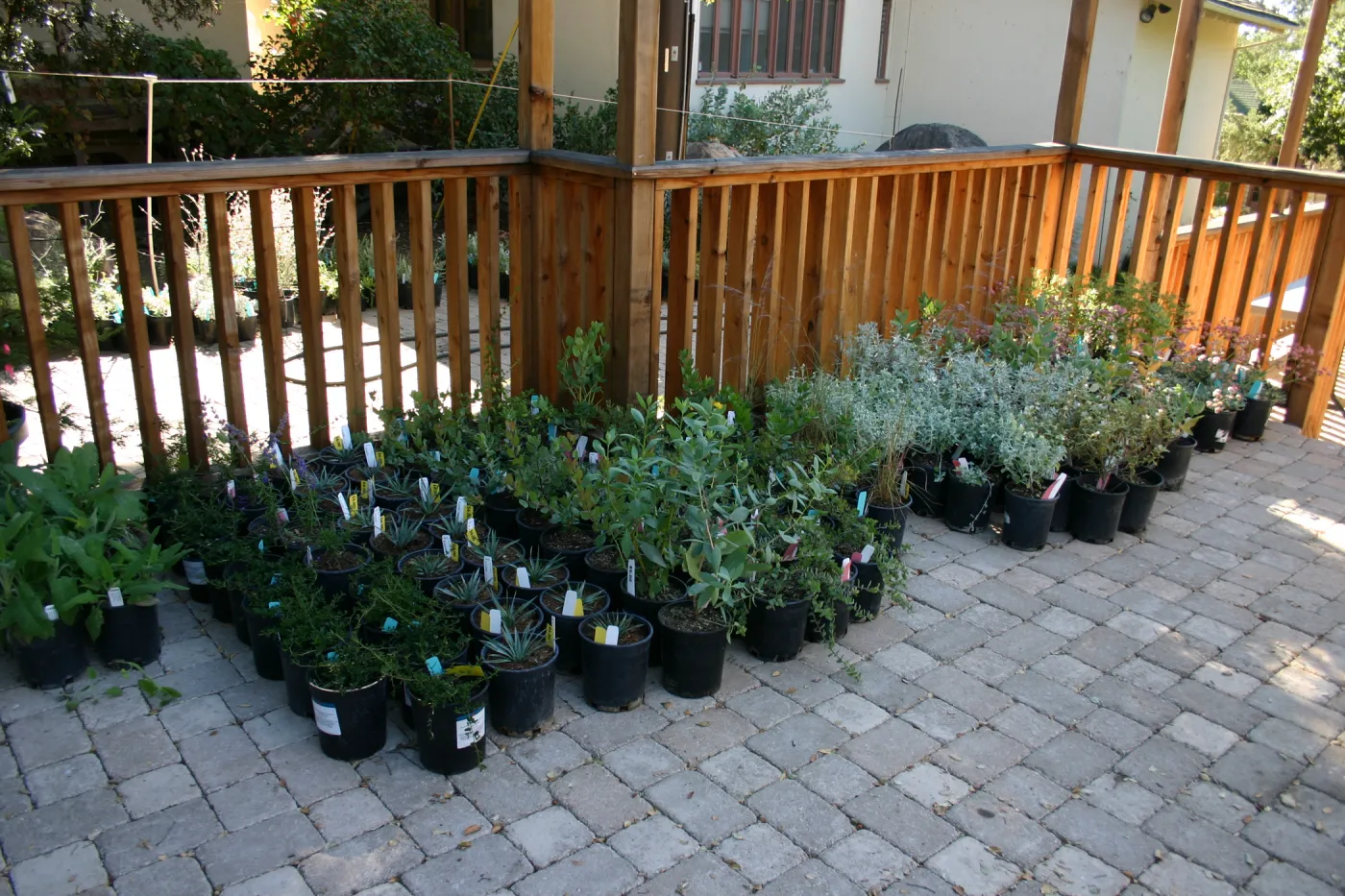 potted plants on the Garden Terrace, Fall Plant Sale, 2005