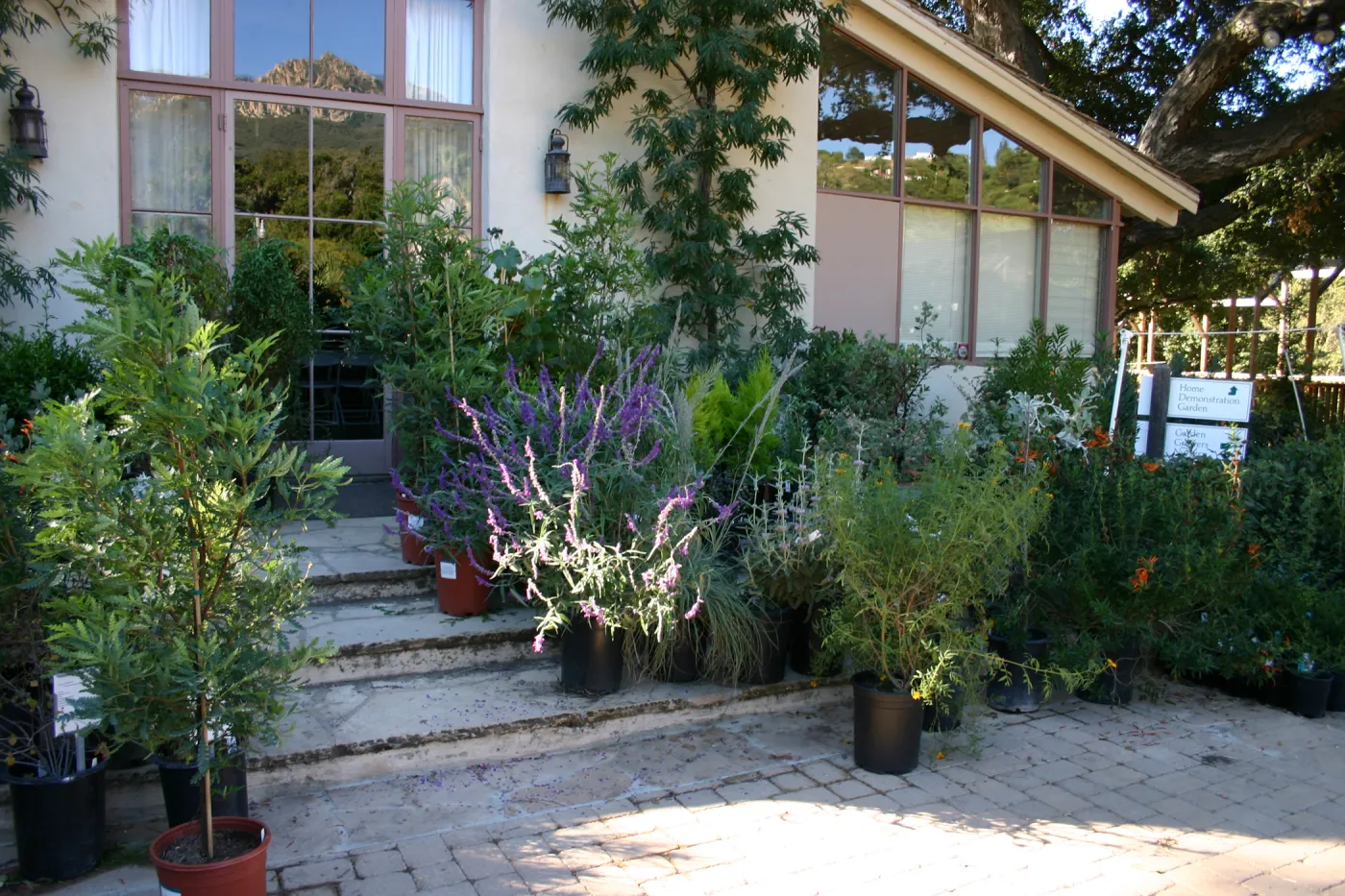 Potted plants on the Library steps, Fall Plant Sale, 2005