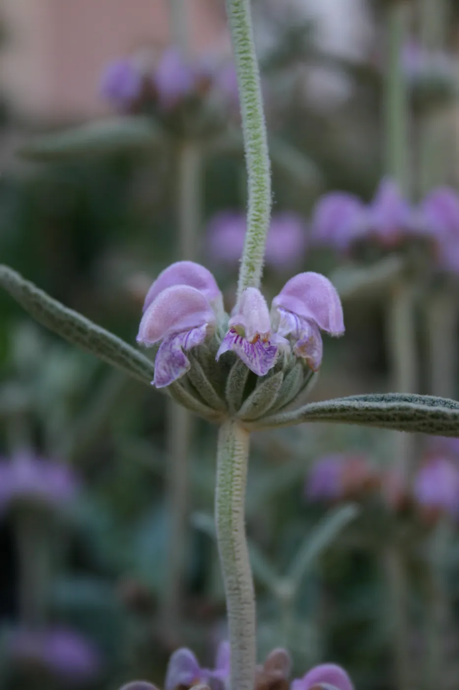 botanical image, Fall Plant Sale, 2005