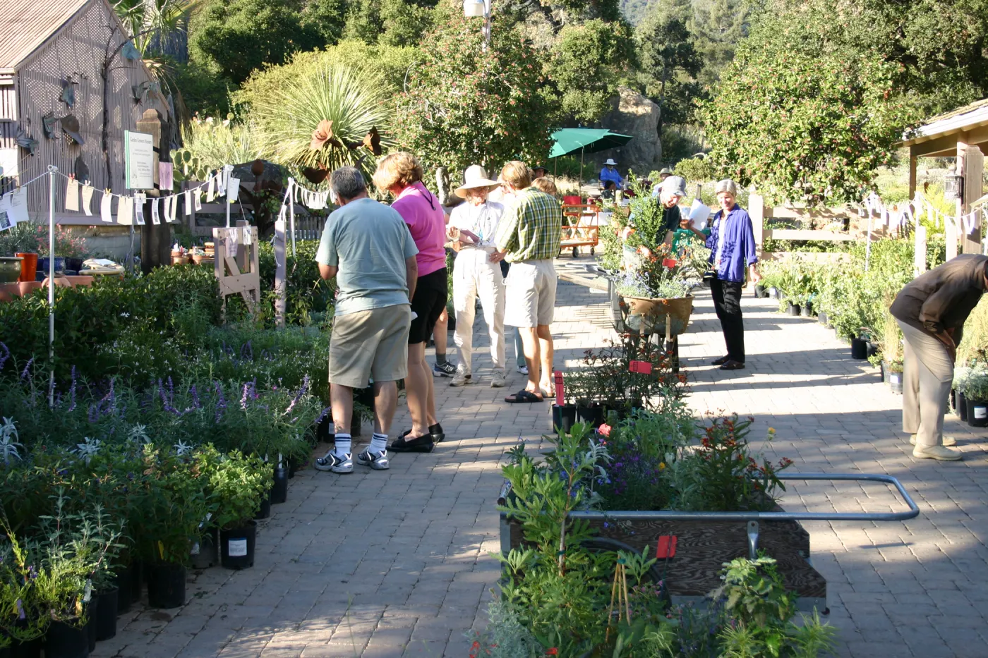 shopping at the Fall Plant Sale, 2005