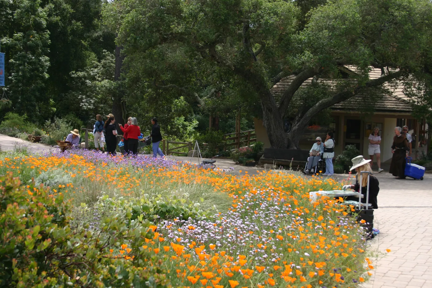 SBBG Entrance, artist painting in the Garden