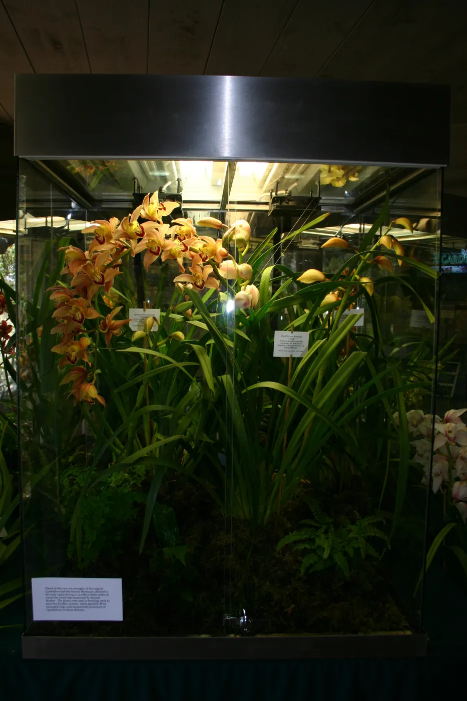 Orchid Display in the Information Kiosk