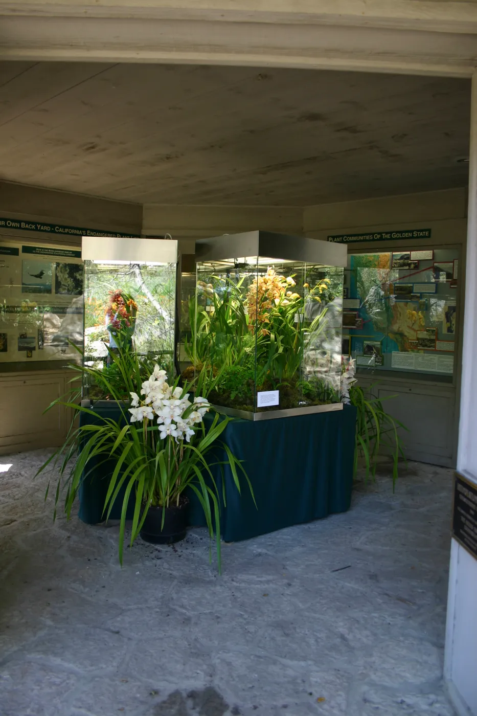 Orchid Display in the Information Kiosk