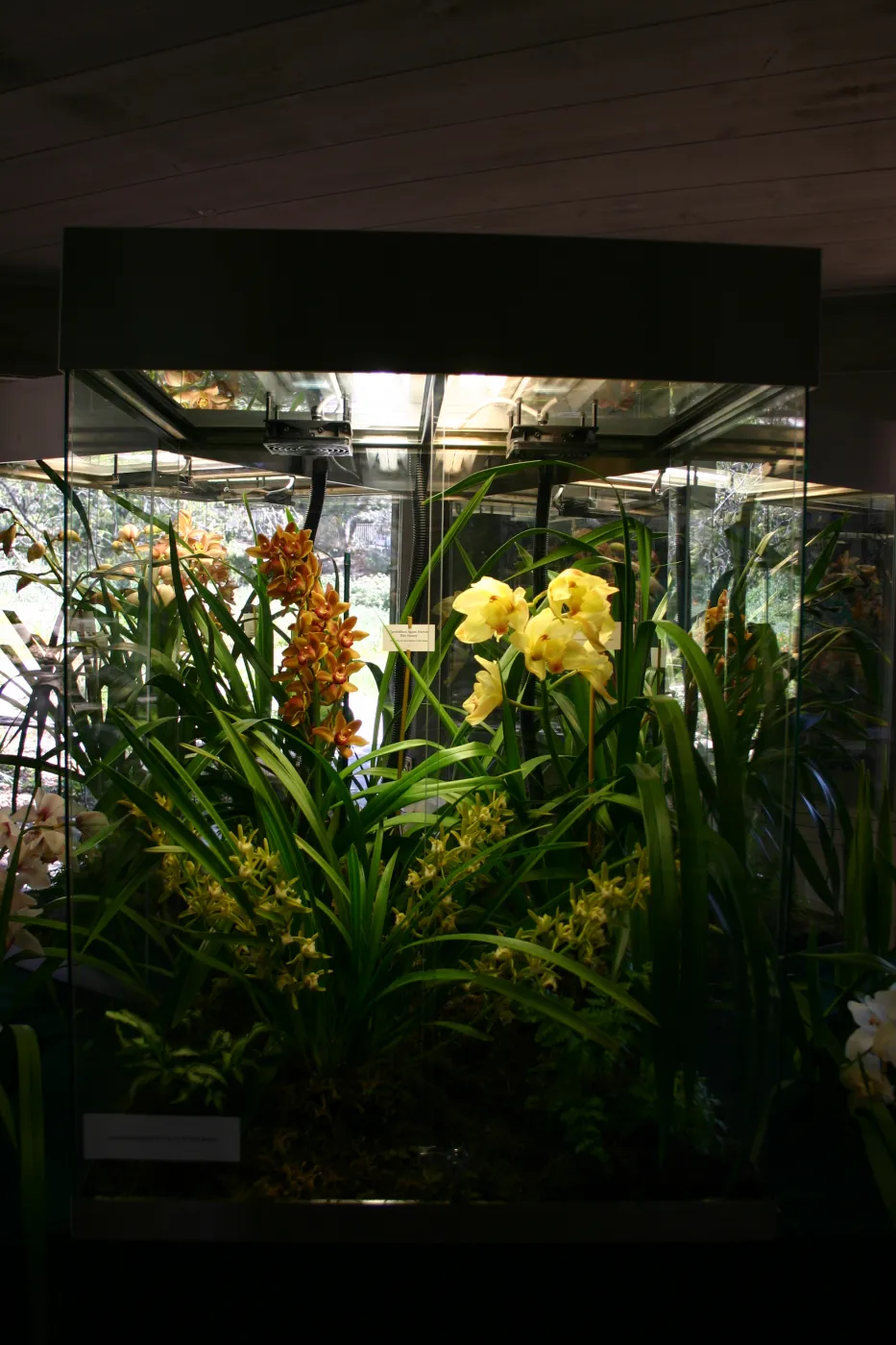 Orchid Display in the Information Kiosk