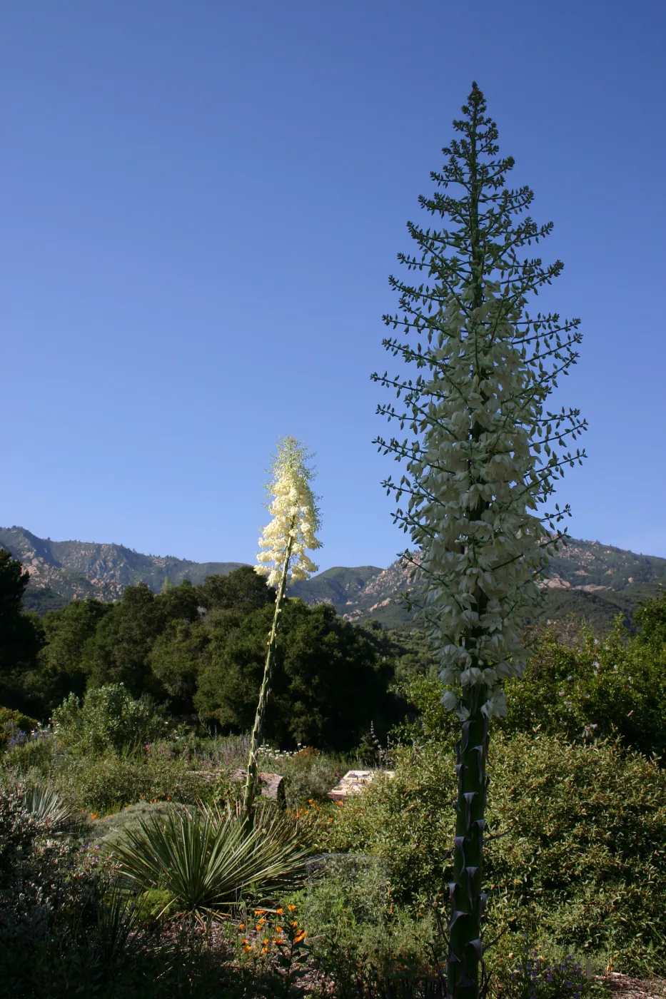Yucca, Porter Trail in bloom