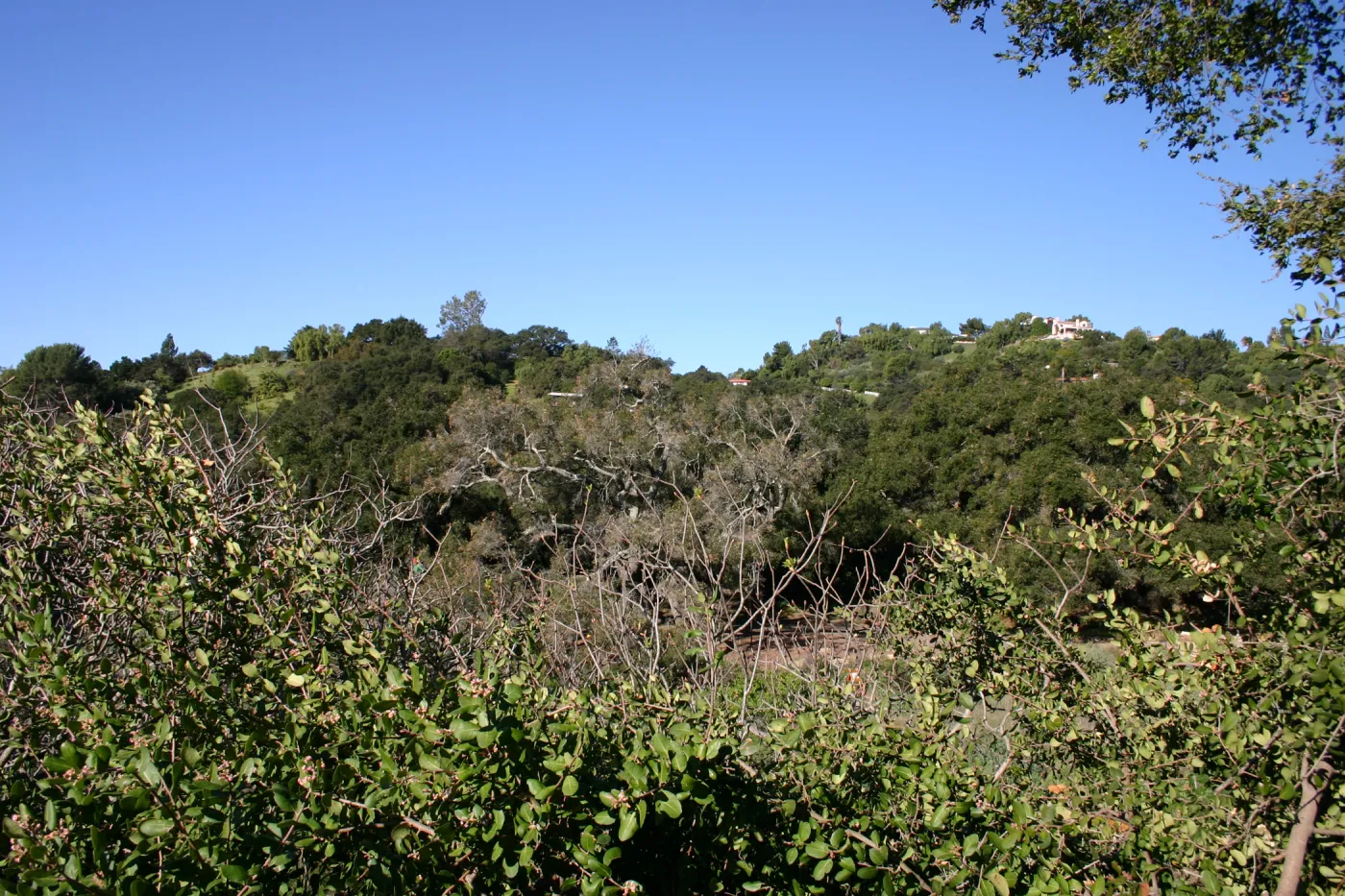 Removal of sick Meadow Oak