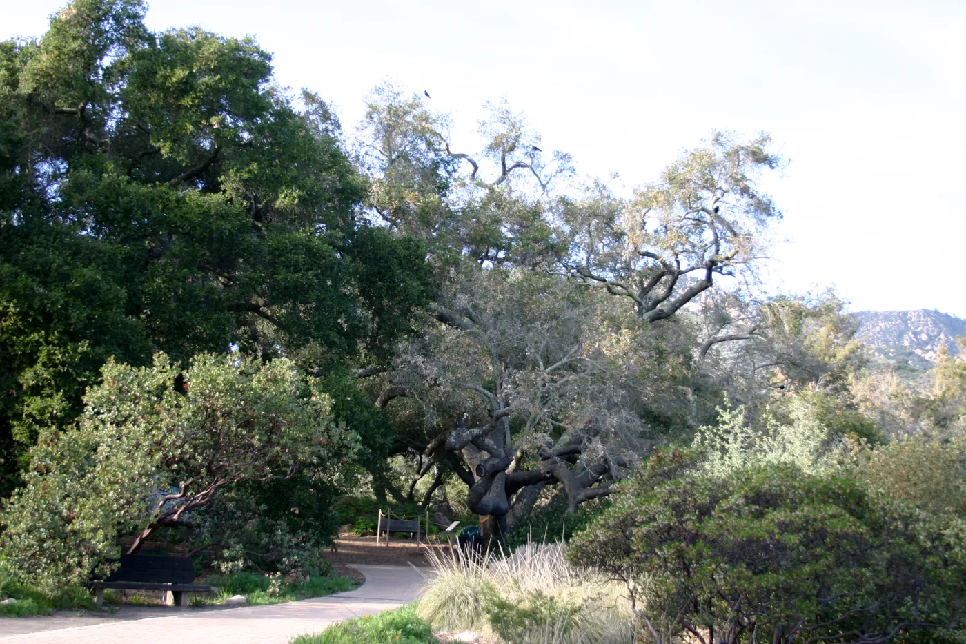 Meadow Oak, 2006