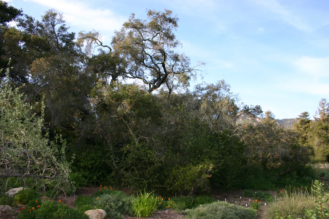 Meadow Oak, 2006