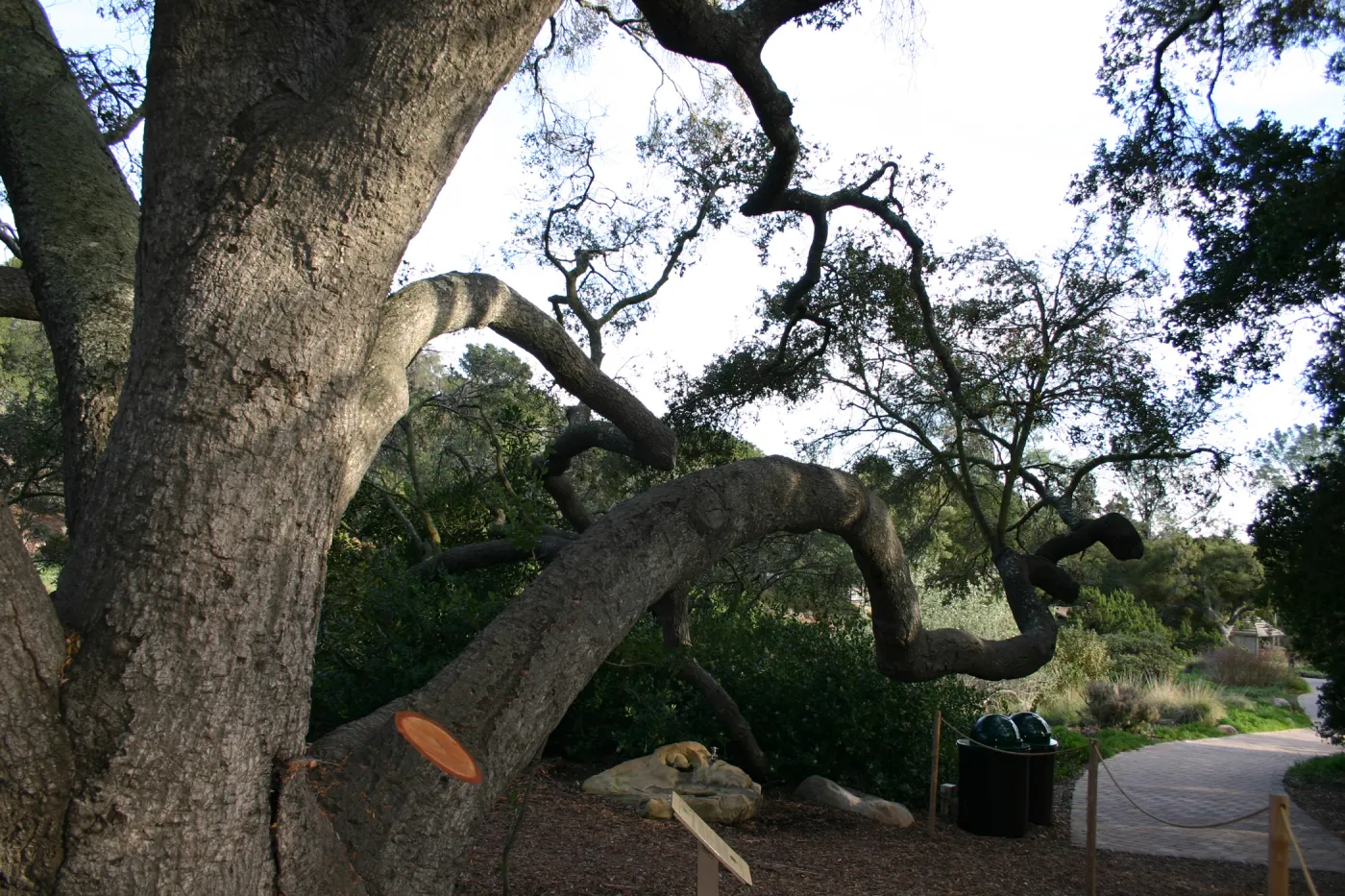 Meadow Oak, 2006