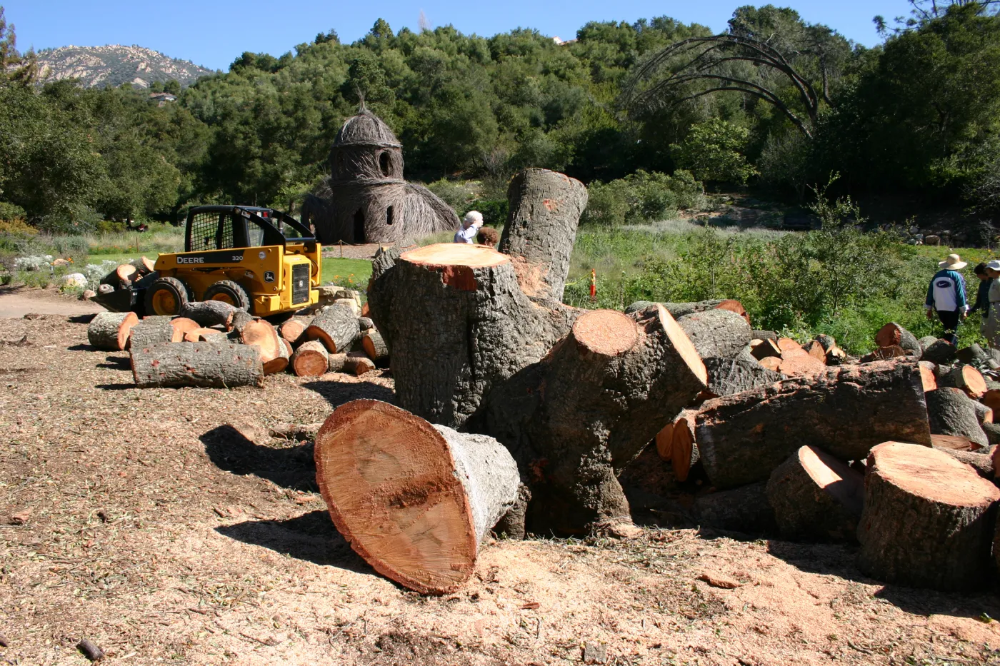 after Meadow oak removal