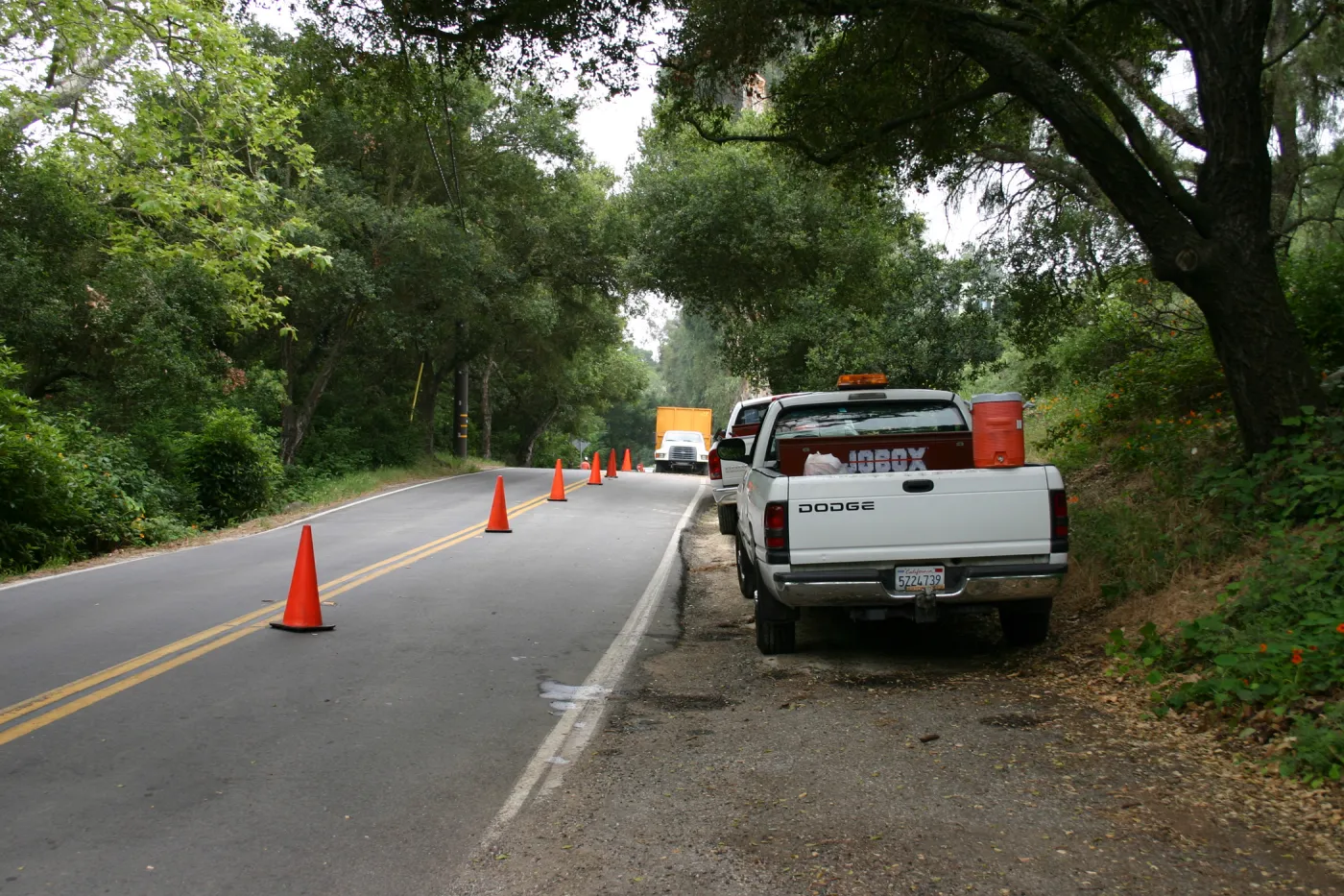Removal of Eucalyptus trees along Mission Canyon Road