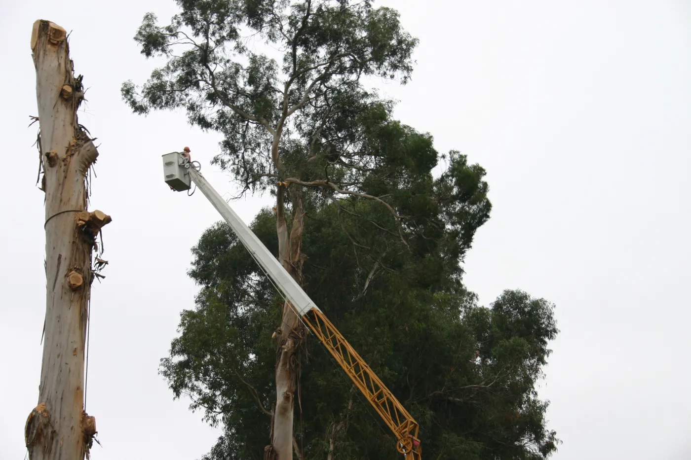 Removal of Eucalyptus trees along Mission Canyon Road
