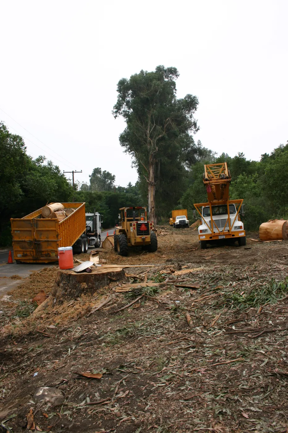 Removal of Eucalyptus trees along Mission Canyon Road