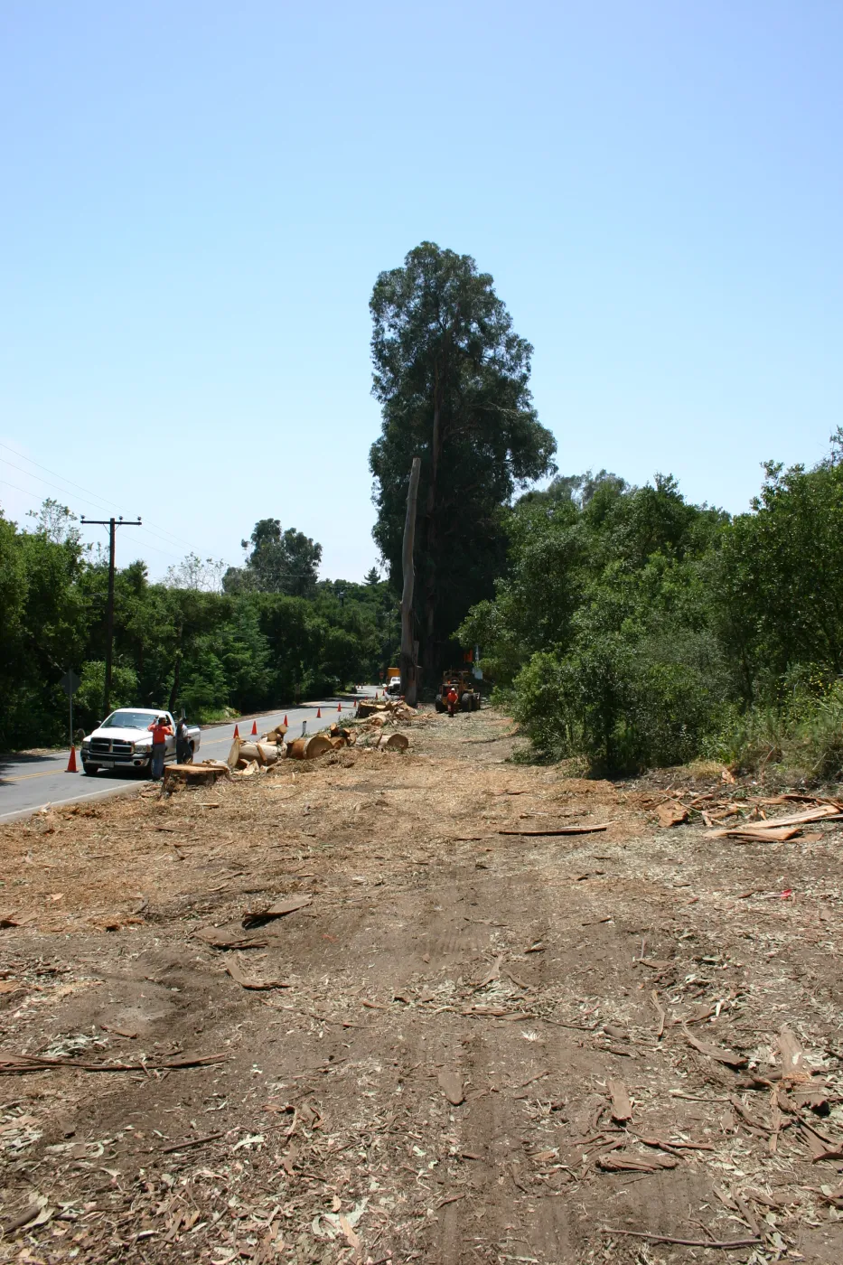 Removal of Eucalyptus trees along Mission Canyon Road