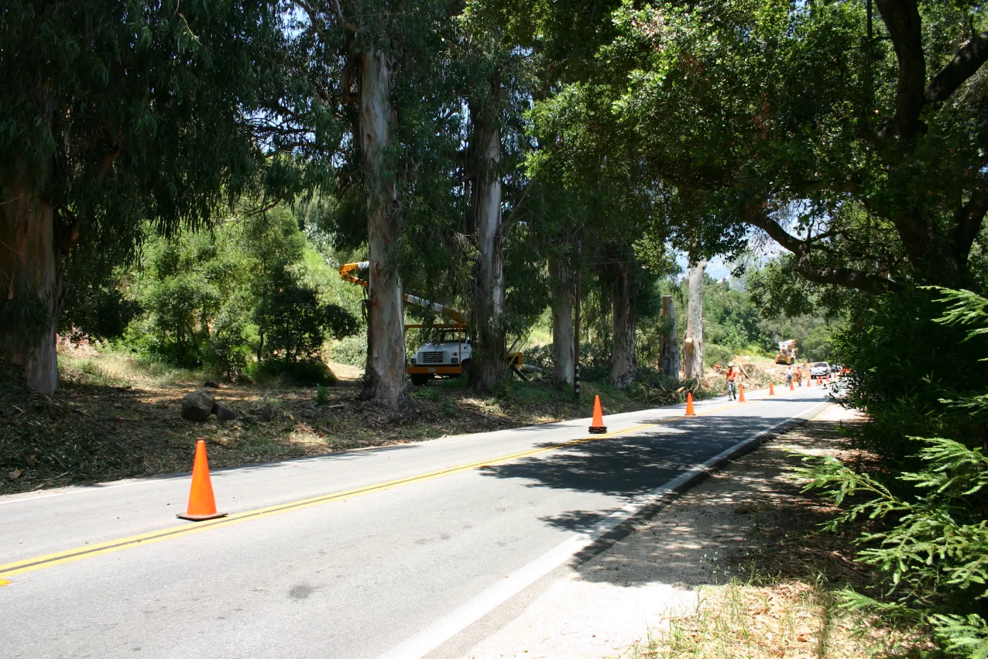 Removal of Eucalyptus trees along Mission Canyon Road