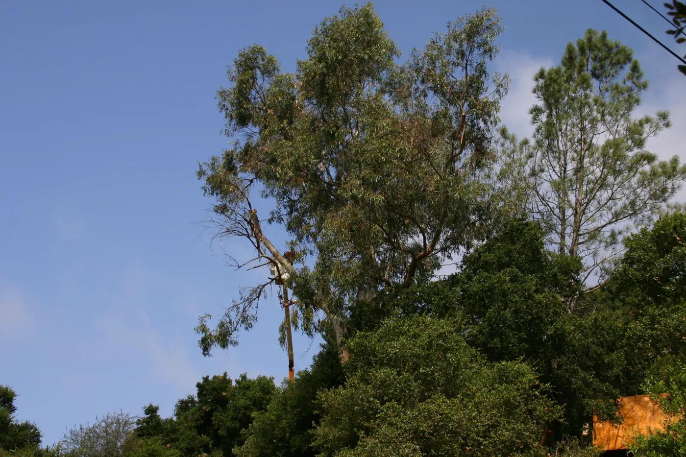 Removal of Eucalyptus trees along Mission Canyon Road