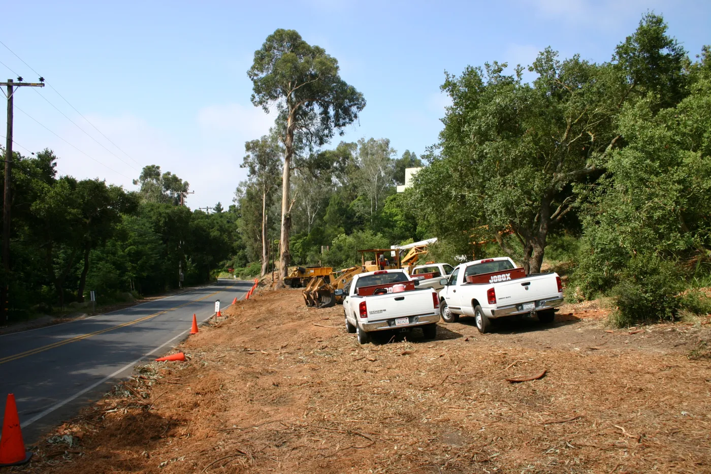 Removal of Eucalyptus trees along Mission Canyon Road