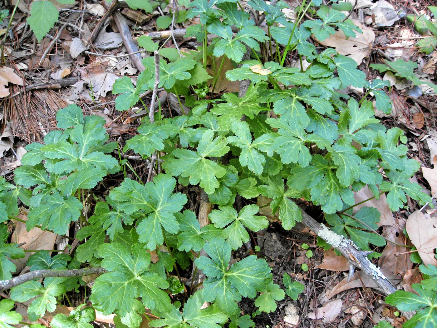 Sanicula hoffmanii in SBBG