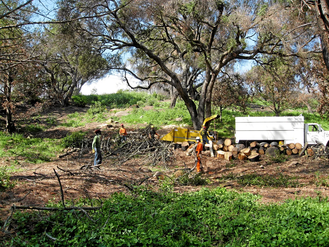 Torrey pines being removed after Jesusita Fire in Island Section