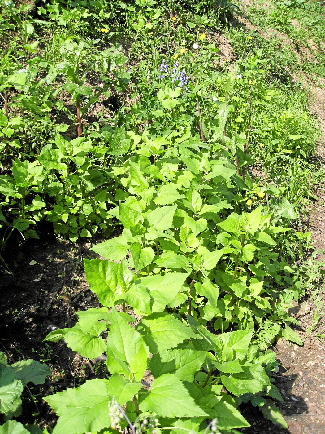 Venegasia sprouting on Pritchett Trail