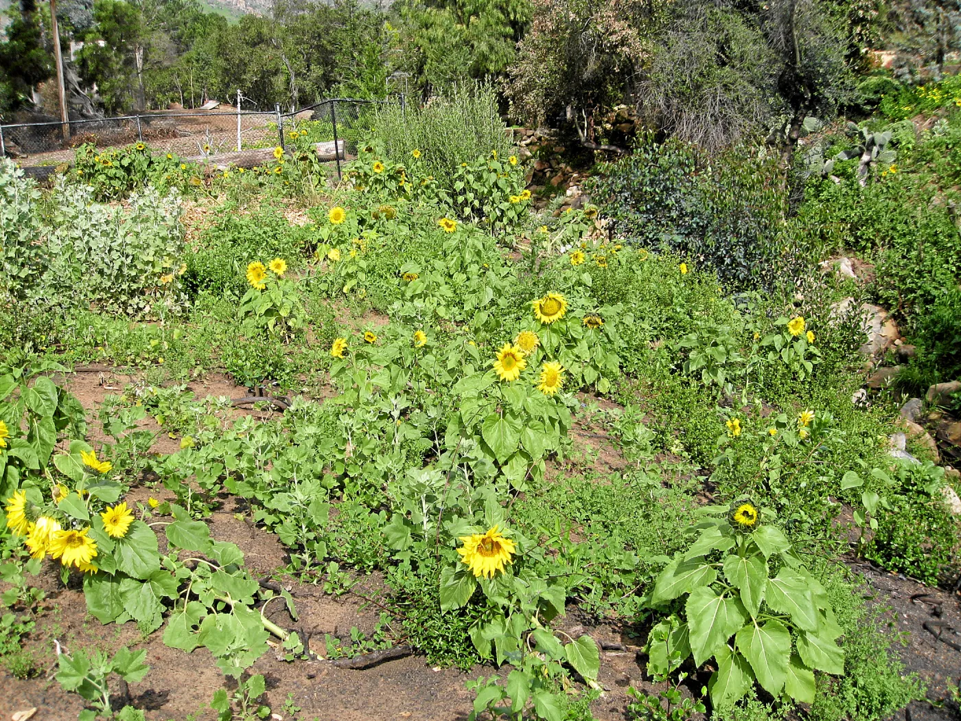 Exotic sunflower post fire at Tunnel gate