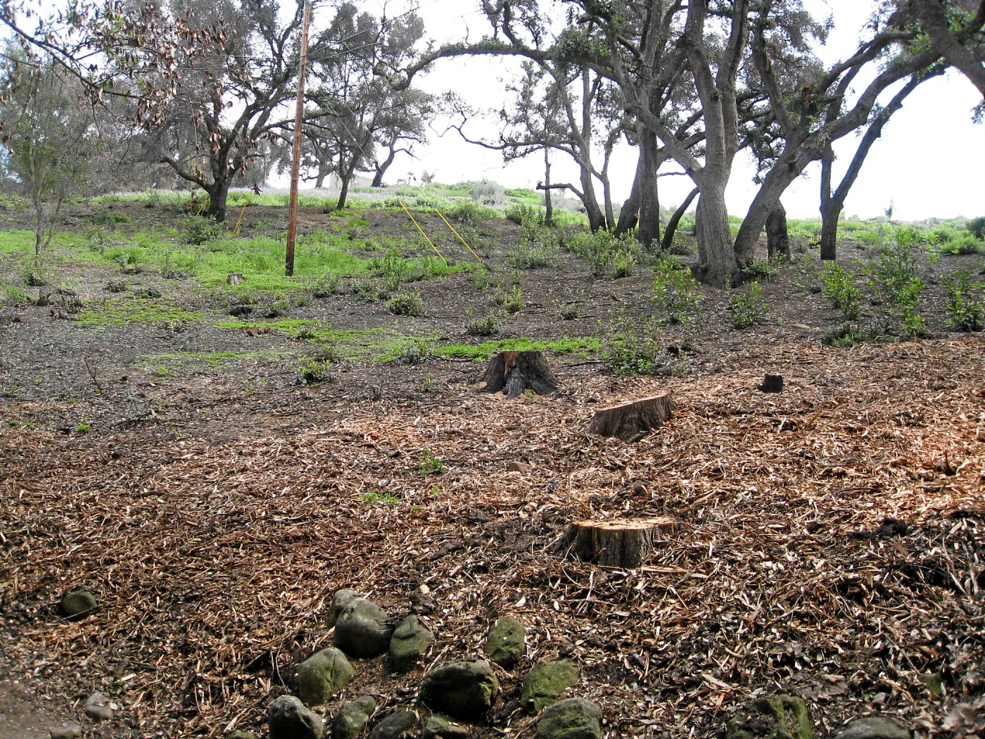 Woodland trail post fire