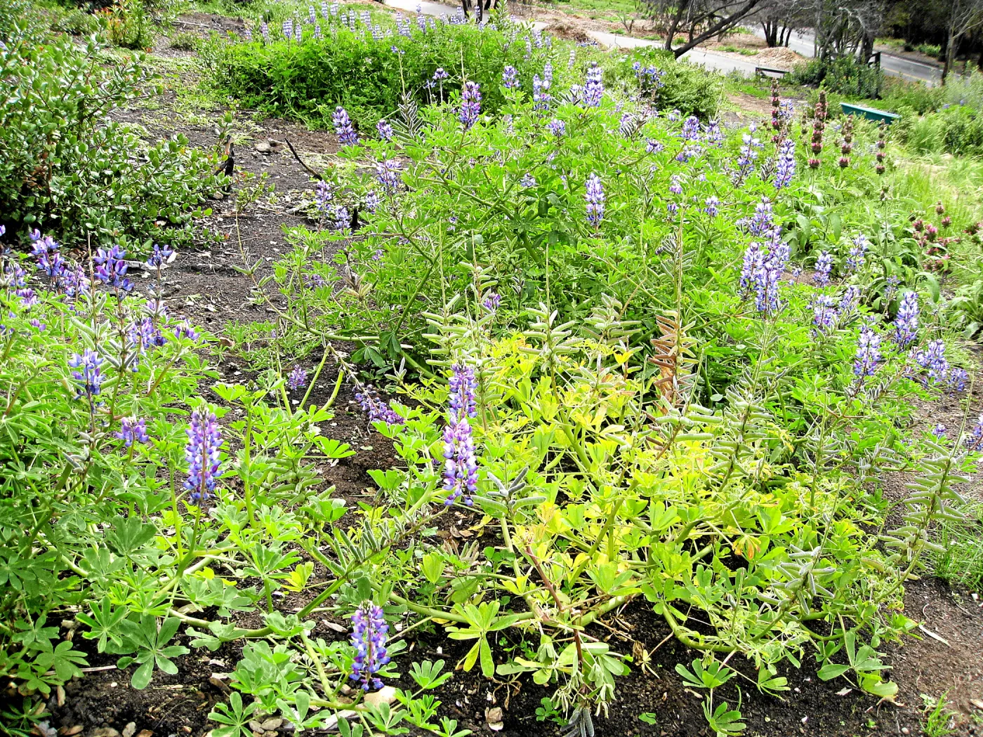 Lupinus succulentus post fire in Cypress Section