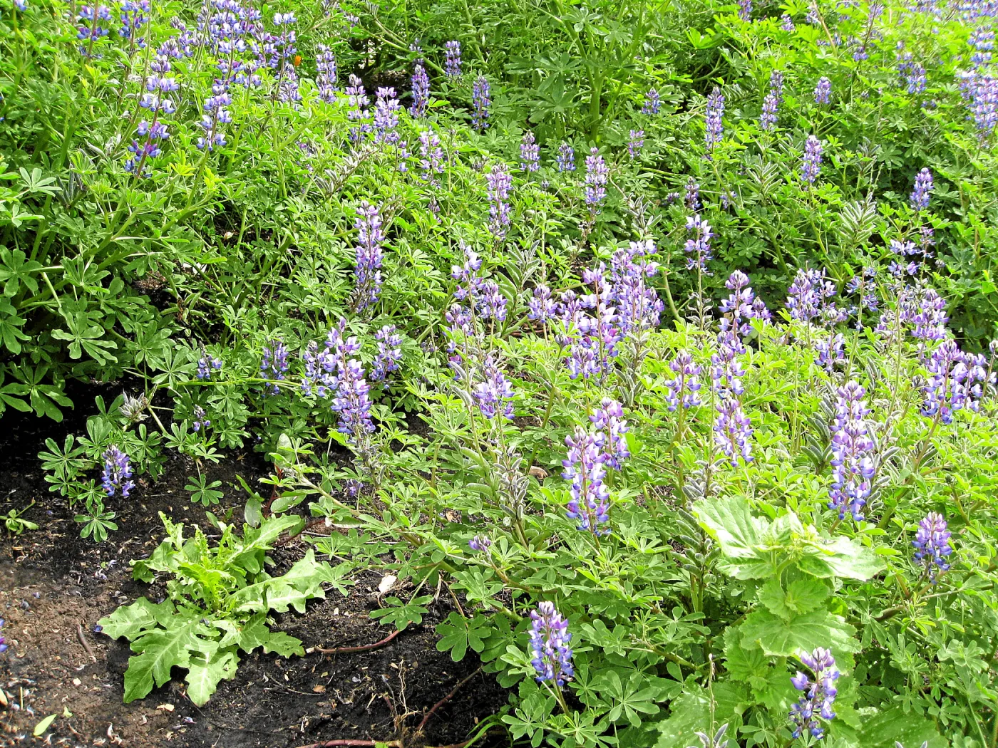 Lupinus succulentus post fire in Cypress Section