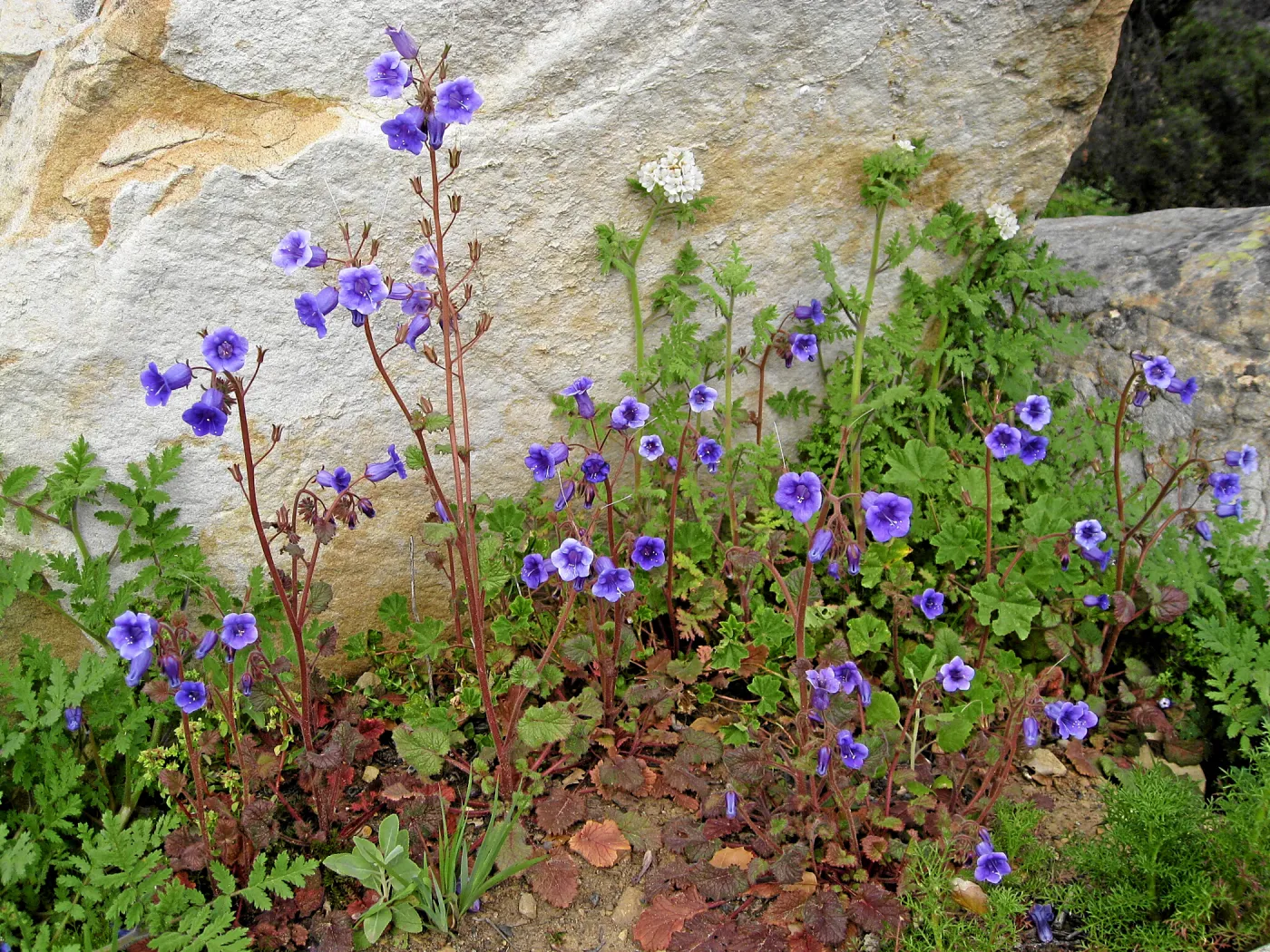 Phacelia minor in Ceanothus Section post fire