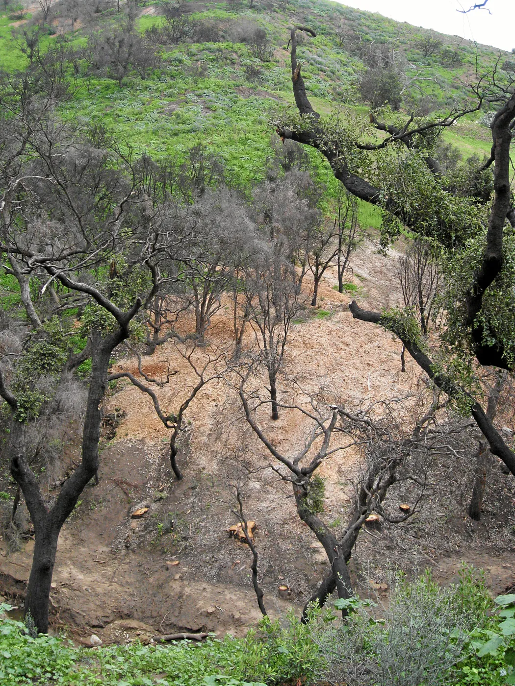 Las Canoas Creek after Eucalyptus removal