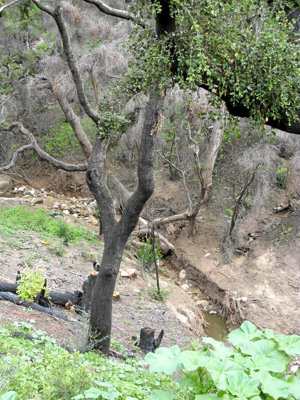 Las Canoas Creek after Eucalyptus removal