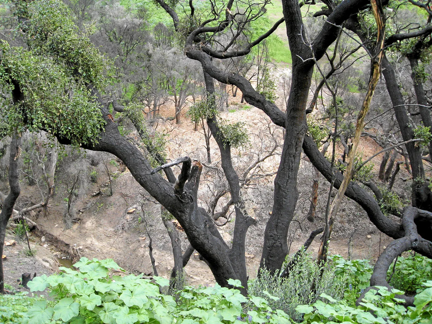 Las Canoas Creek after Eucalyptus removal