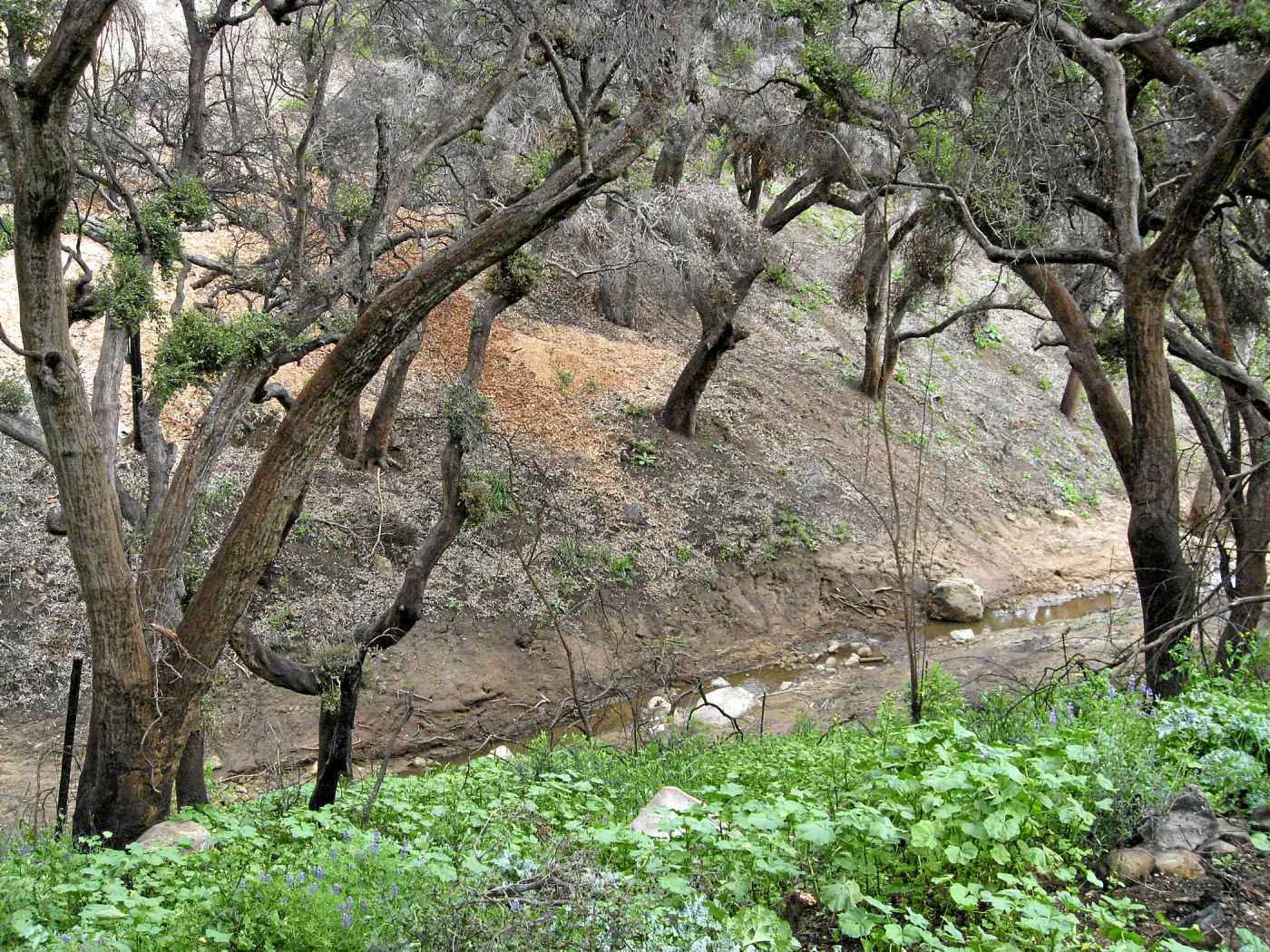 Las Canoas Creek after Eucalyptus removal