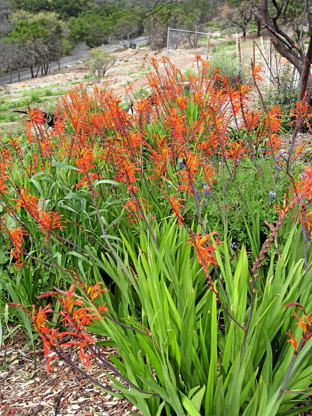 Weedy Chasmanthe at Gane house site post fire